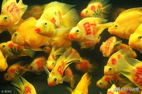 魚一直死風水|養魚能招財，10條最實用的養魚風水（你一定要知道）。